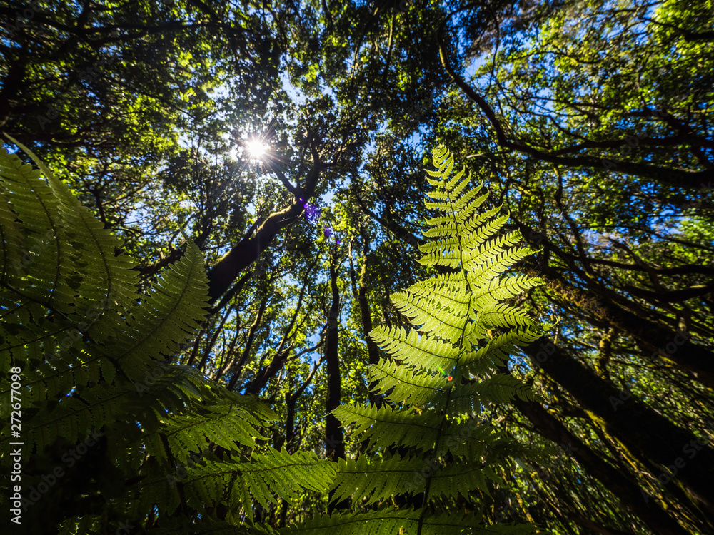 Scenery of a fairytale magical forest of El Cedro Forest near Garajonay National Park in La Gomera, Canary Islands, Spain