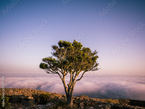 Obraz na płótnie A single tree on top of a mountain above the clouds during sunset w salonie