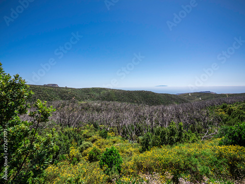 Obraz na płótnie Scenery of a burnt down forest in Garajonay National Park in La Gomera Canary Islands Spain w salonie