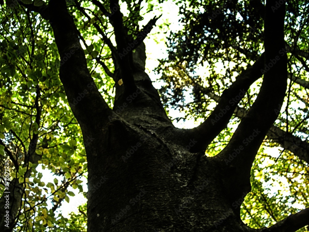 Tree trunk with twisted branches Tree trunk with twisted branches