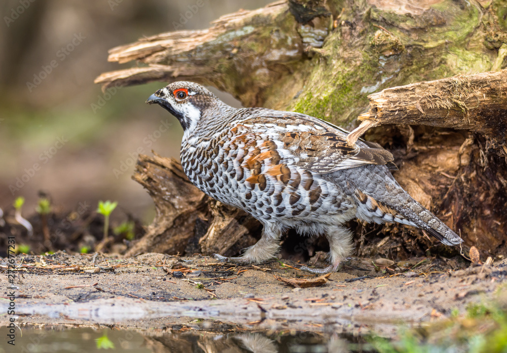 Obraz na plátně hazel grouse