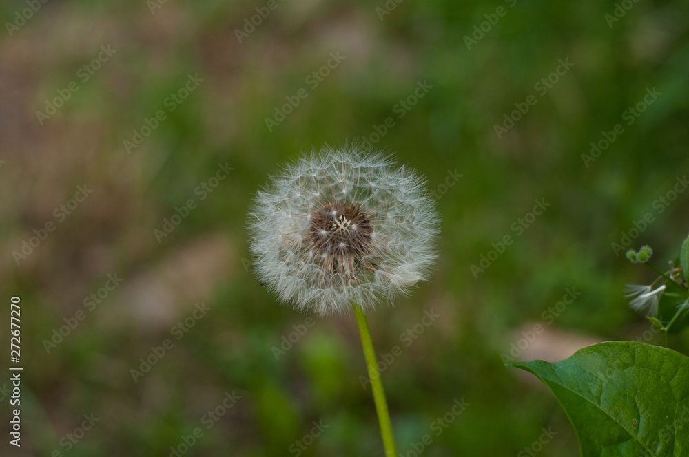 Beautiful white dandelion in green grass in nature