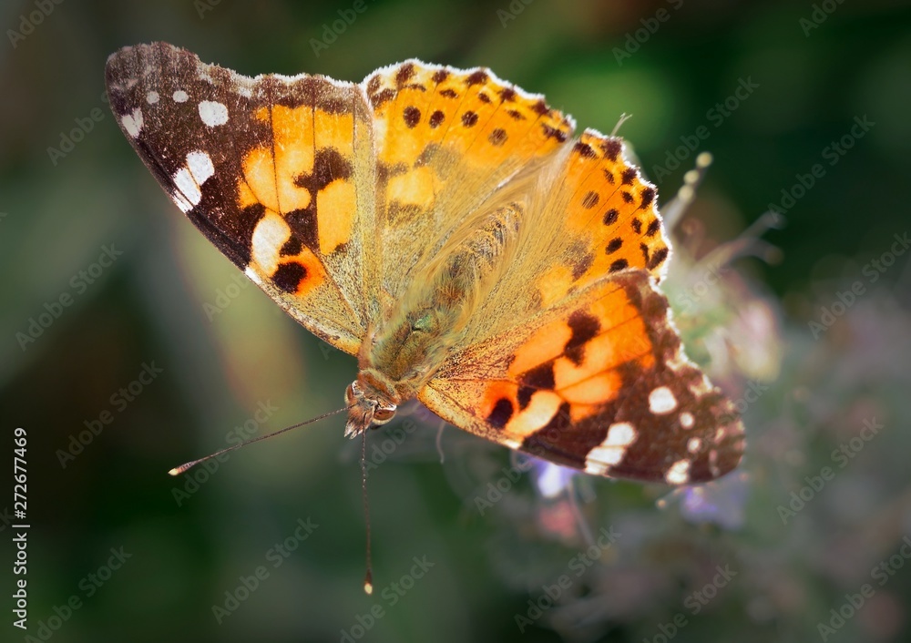 Obraz premium big beautiful butterfly