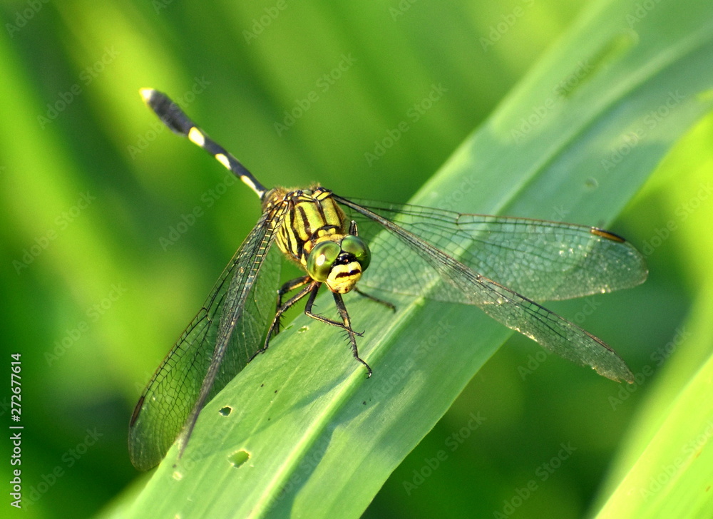 Yellow and black dragonfly sitting on a blade of grass Yellow and black dragonfly sitting on a blade of grass