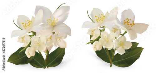 3d realistic white jasmine flowers on white background. Set jasmine flowers.Isolated jasmine flowers. Jasmine close up. Vector illustrator.