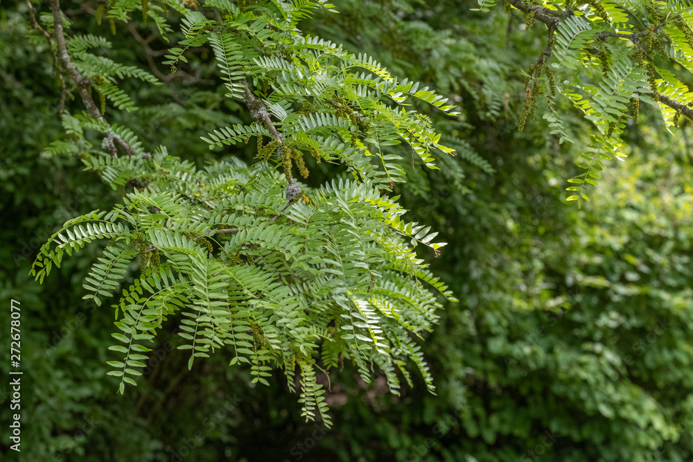 Blätter von Gleditsia triacanthos 'Skyline'