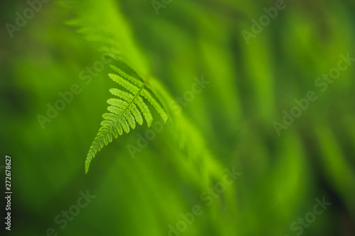 Green fern leaf detail on soft background. Forest plant Dryopteris filix-mas macro view. Selective focus. photo