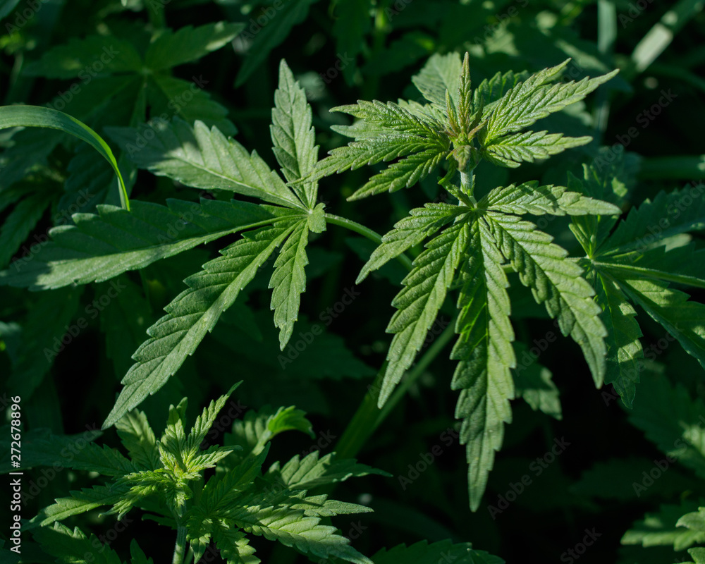 Young wild cannabis plants, illuminated by sunlight. Young wild cannabis plants, illuminated by sunlight.