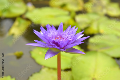 beautiful water lily or lotus flower
