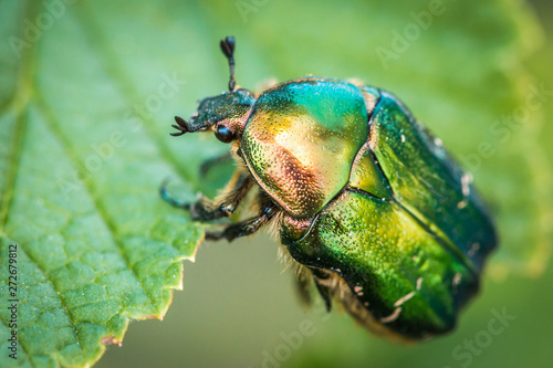 Cetonia aurata, called the rose chafer or the green rose chafer Fototapeta