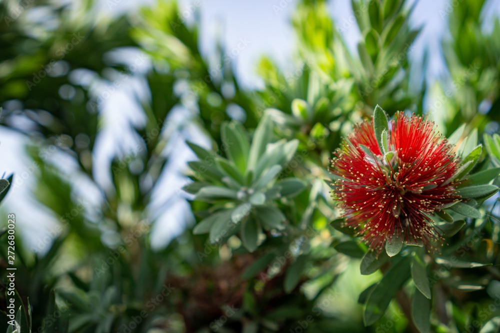 weeping bottlebrush weeping bottlebrush