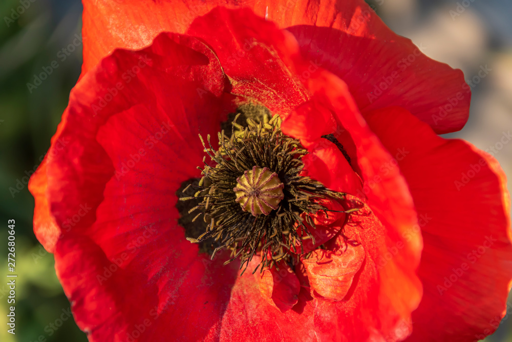Bright red poppy (Papaver orientale) in the sun.
