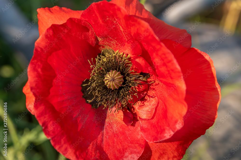 Bright red poppy (Papaver orientale) in the sun.