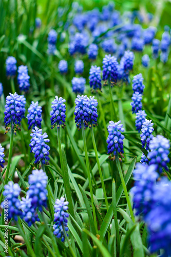 Blue muscari flowers. In bloom in spring