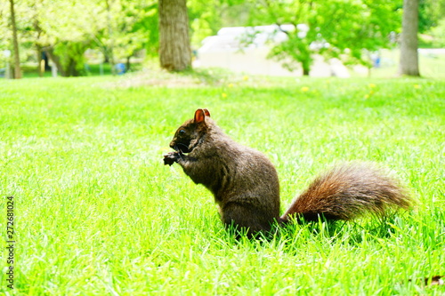 Fototapeta Naklejka Na Ścianę i Meble -   Squirrel in the park