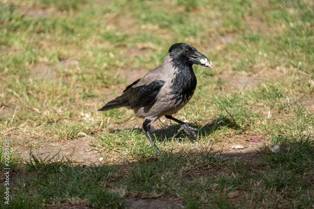 Obraz premium Krähe mit Futter