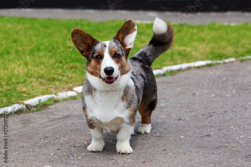 Obraz na plátne Dog breed Welsh Corgi Cardigan