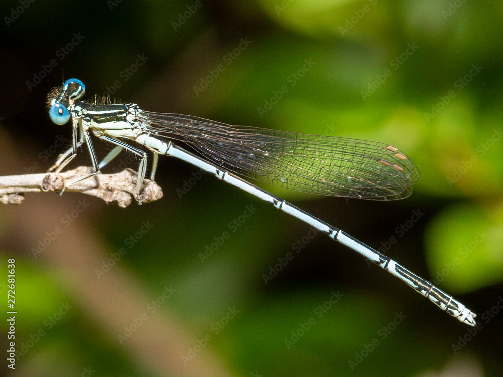 Dragonfly Dragonfly