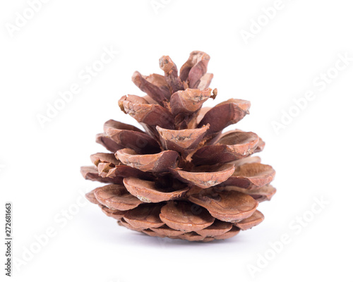 fir cone on a white background