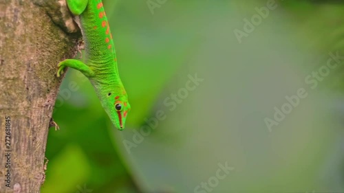 grüner Gecko, Madagaskar Taggecko, Eidechse photo