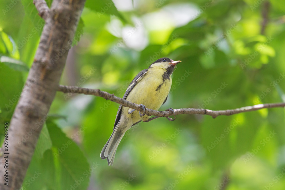 Obraz premium close up of tomtit sitting on branch of tree at summer