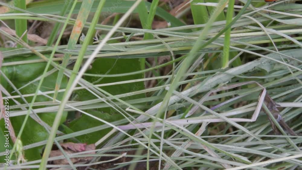 La coccinella tra i fili d'erba La coccinella tra i fili d'erba