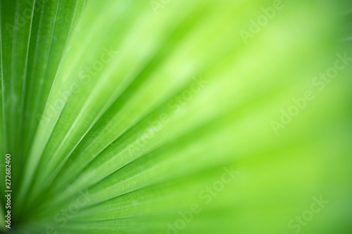 Closeup nature view of green leaf and blurred greenery background in garden with copy space for text using as background natural green plants landscape  ecology  fresh wallpaper concept