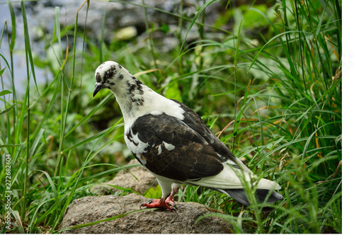 Pigeon perched on stone surrounded by green grass