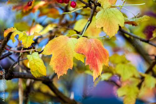 Multicolored yellow and red leaves of guelder rose in autumn on a bright blue background_