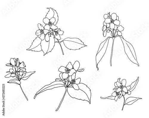 Set of jasmine outline flowers, vector, isolated