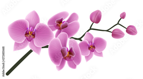 Pink orchid flower branch with buds and flowers. Vector illustration isolated on white, for tropical design, romantic background or floral banner 