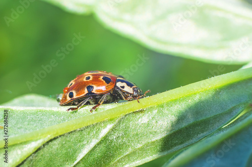 Mottled ladybug closeup. Summer macro photo. Minimalism, summer concept for posters, postcards. Copy space. Amazing beauty of insects.