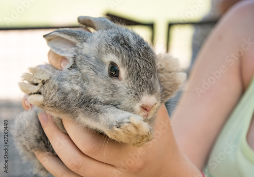 gray rabbit in children's hands