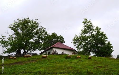 a small old house and sheep