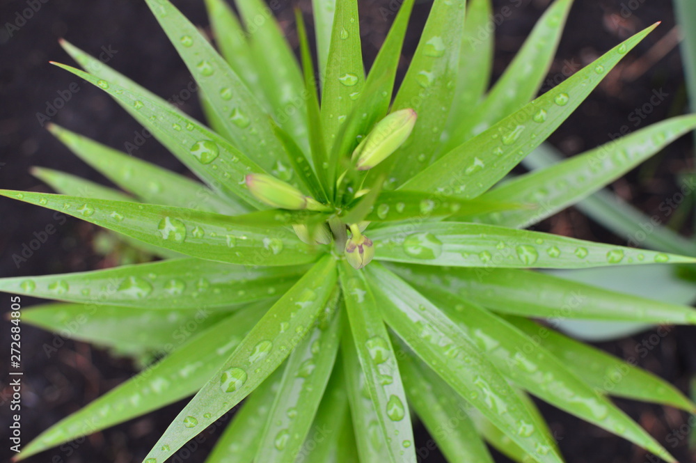 Fototapeta premium aloe vera leaves