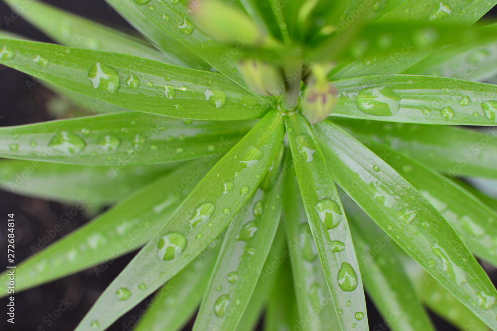 green leaf with water drops green leaf with water drops