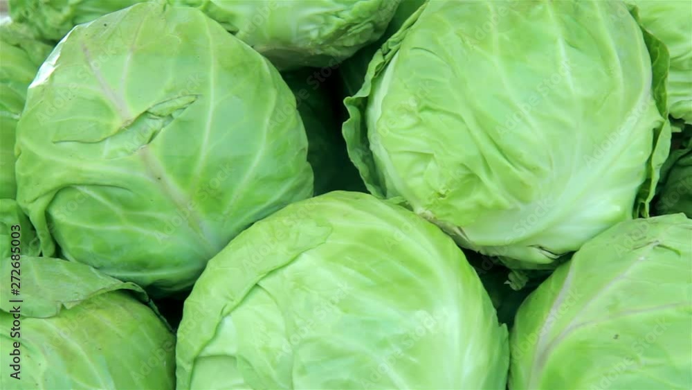 Fresh cabbage from farm field Fresh cabbage from farm field