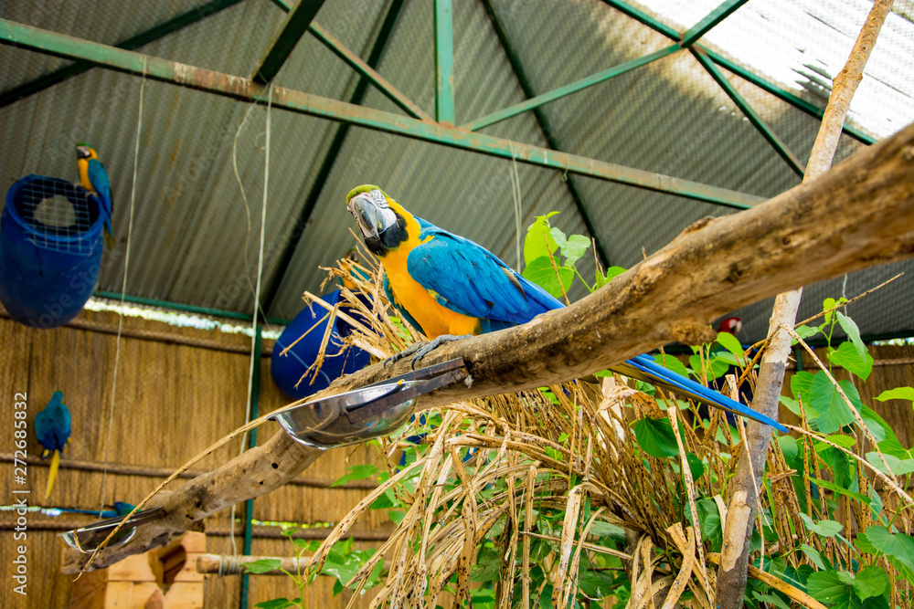 Obraz premium Ara ararauna. Blue-yellow macaw parrot portrait. Ara macaw parrot