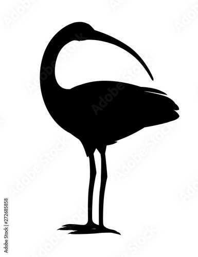 American white ibis head looks back flat vector illustration cartoon animal design white bird with red beak on white background side view photo