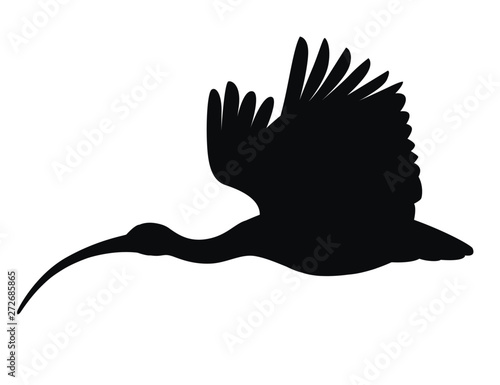 Black silhouette American white ibis flying flapping his wings flat vector illustration cartoon animal design white bird with red beak on white background side view photo