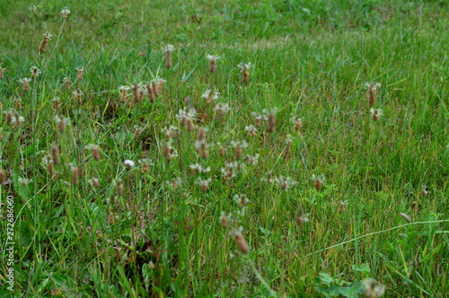 green grass and flowers