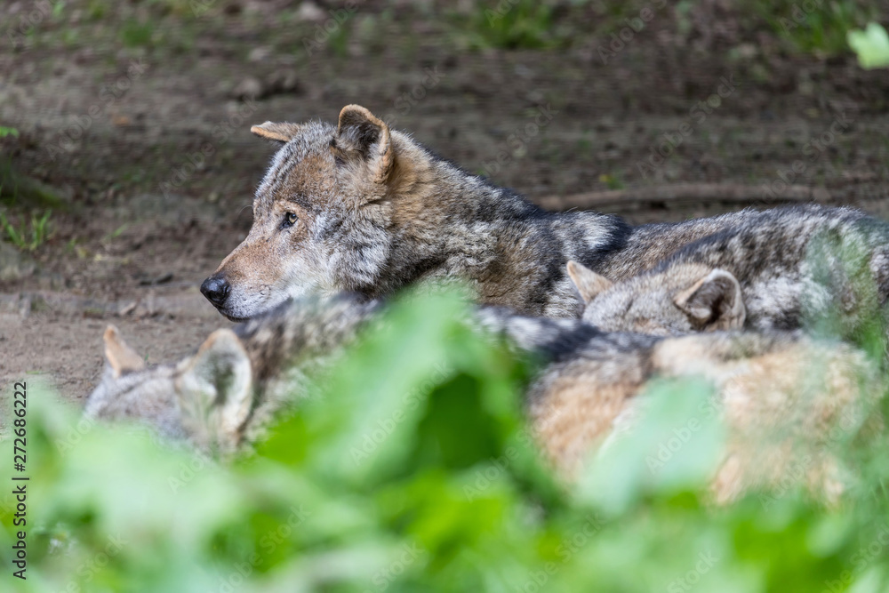 pack of gray wolves (Canis lupus) in nature pack of gray wolves (Canis lupus) in nature