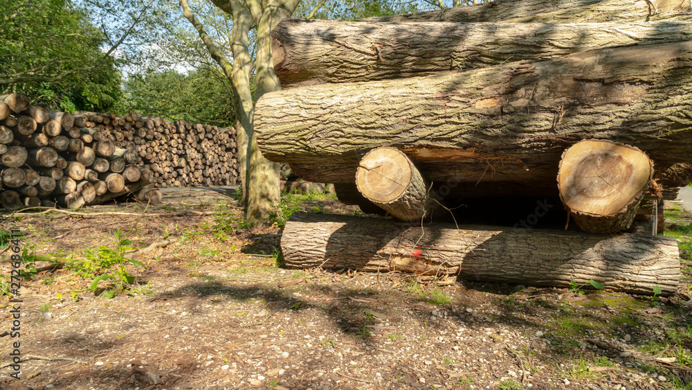 Felled timber stacked up. Tree forestry exploitation