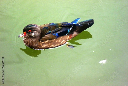 duck in water