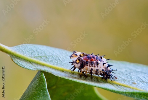 A juvenile ladybug has molted its exoskeleton on a leaf and transforming into a pupa. Soon it will hatch and become an adult ladybug. It appears unusual during this stage.