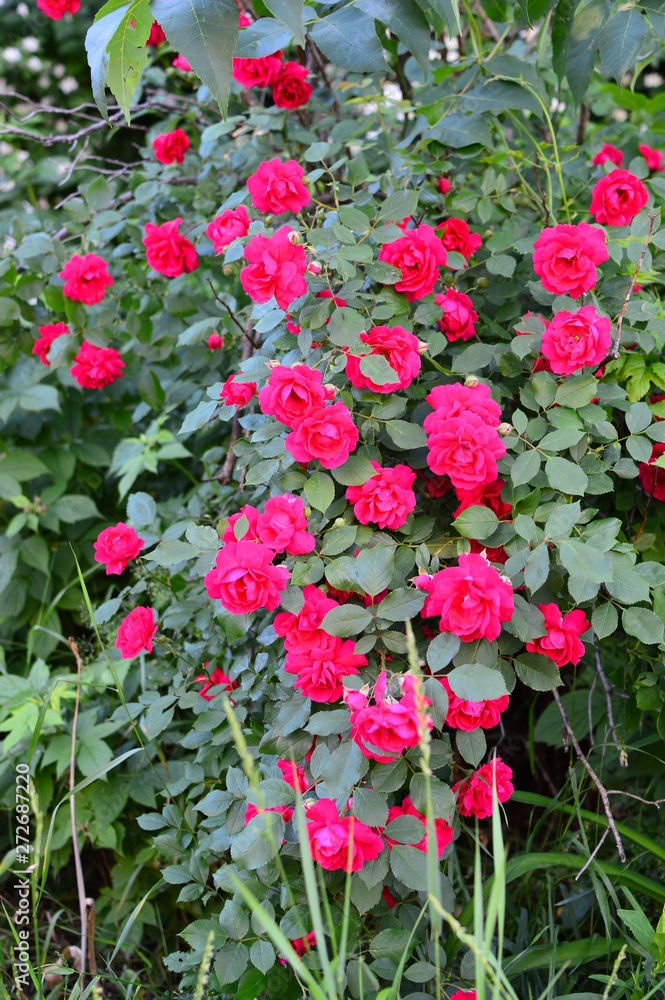 seamless background with roses