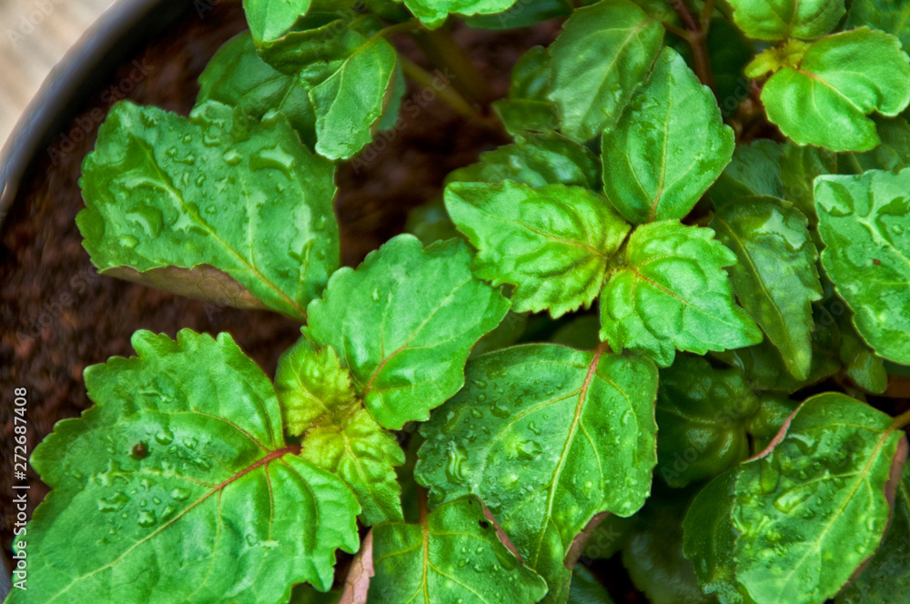 A young Pogostemon cablin patchouli plant growing in pot with its green leaves wet from rain or dew, shown from above, medicinal plant used in aromatherapy. A young Pogostemon cablin patchouli plant growing in pot with its green leaves wet from rain or dew, shown from above, medicinal plant used in aromatherapy.