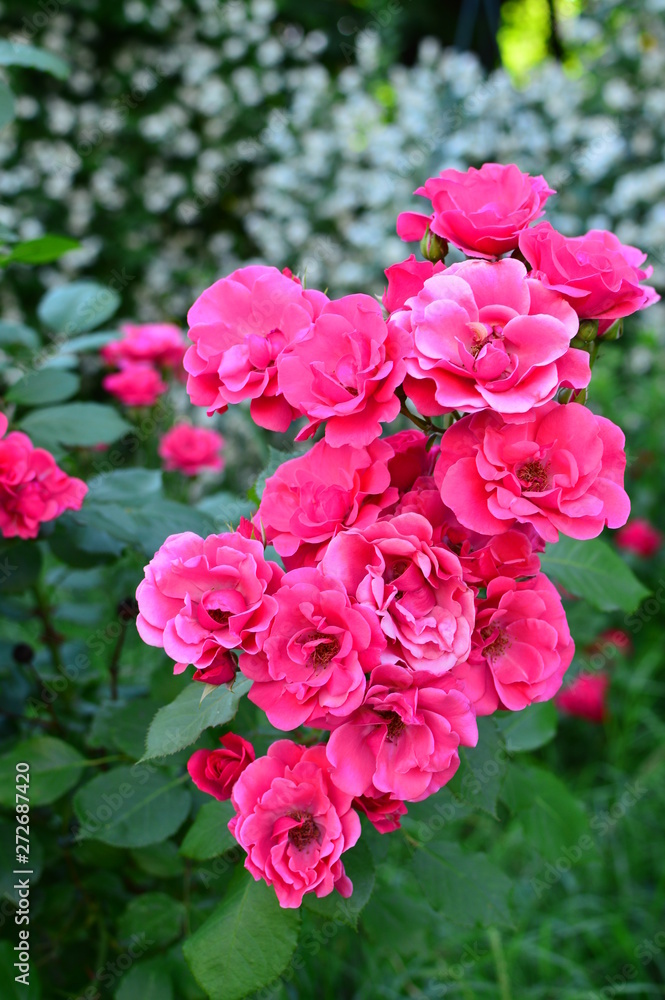 seamless background with roses seamless background with roses