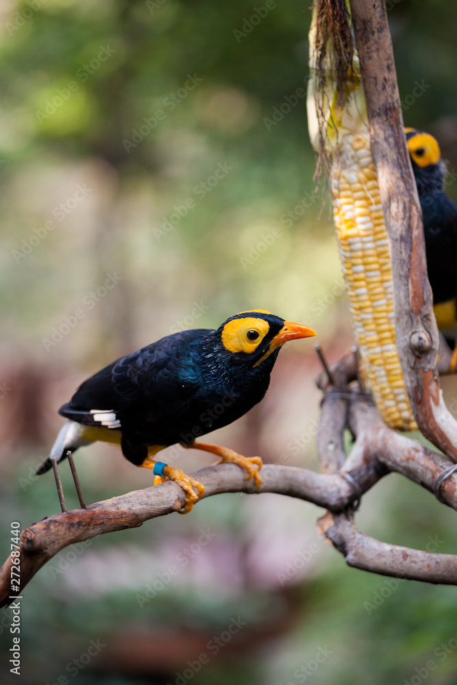 Obraz premium Yellow faced myna eating corn cob at aviary