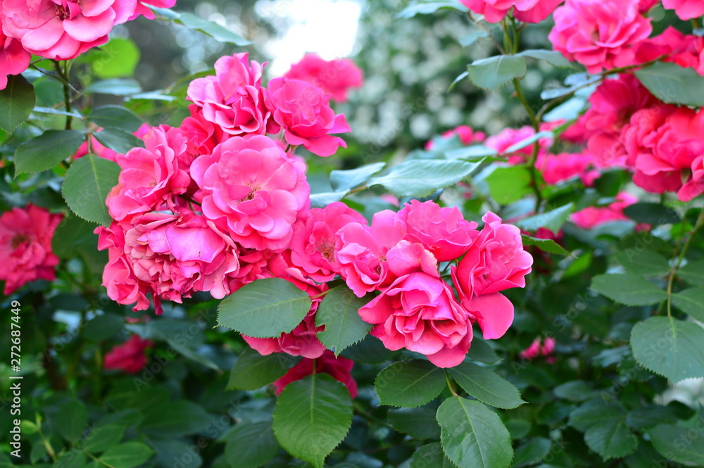 Fototapeta premium seamless background with roses